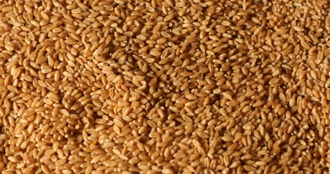 Wheat Seeds macro shot Stock Footage 279761386