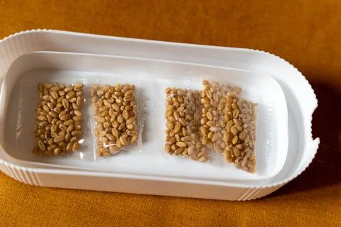 Wheat seeds packed for sprouting in white plastic container Stock Photos