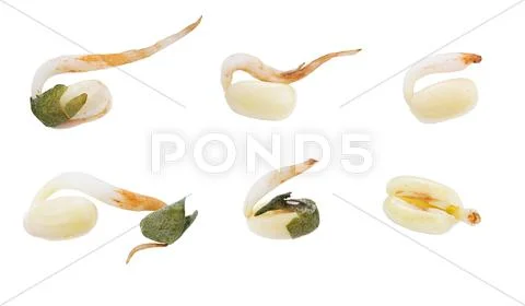 Wheat seeds Stock Photos