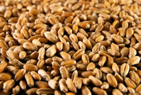 Wheat seeds Stock Photos