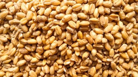 Wheat seeds Stock Photos