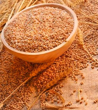 Wheat seeds on rough material Stock Photos