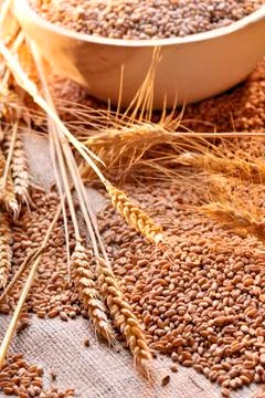 Wheat seeds on rough material Stock Photos