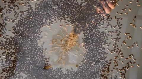 Wheat Seeds Slowly Blocking The Light Stock Footage 48133131