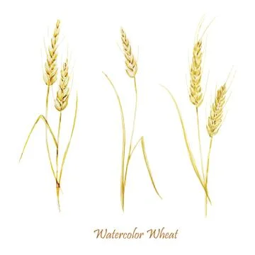 Wheat set Stock Illustration