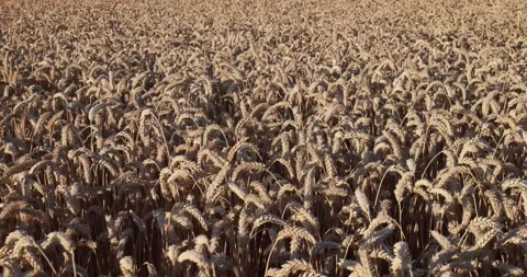Wheat shakes because of the wind Video stock 205277545