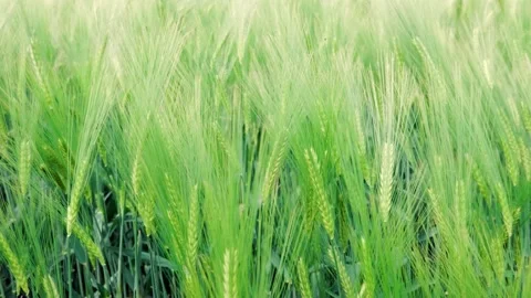 Wheat sheaves Stock Footage 177493568