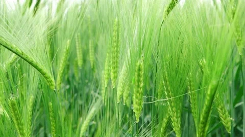 Wheat sheaves slow motion Video stock 177491882
