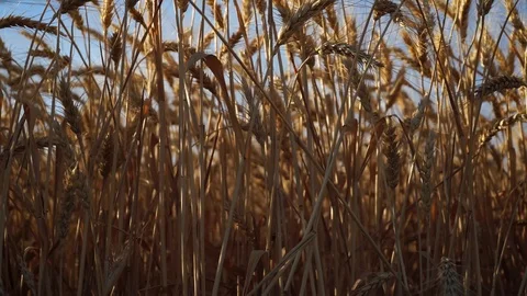 Wheat shoot from down Video stock 92734319