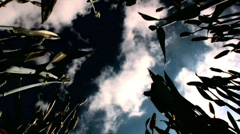 Wheat shooting skywards Stock Footage 139716