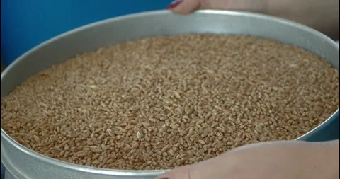 Wheat sifted close-up slow motion Video stock 137574632