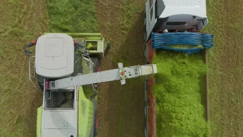 Wheat silage picking process post harvest, Aerial view. Video stock 175015777
