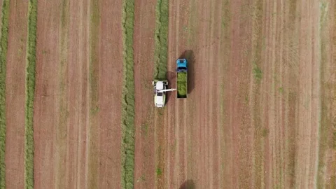 Wheat silage picking process post harvest, Aerial view. 스톡 동영상 175941653