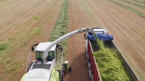 Wheat silage picking process post harvest into a truck trailer, Aerial 스톡 동영상 178843122