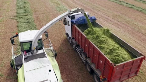 Wheat silage picking process post harvest into a truck trailer, Aerial Video stock 178843195