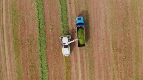 Wheat silage picking process post harvest into a truck trailer, Aerial Video stock 183357668