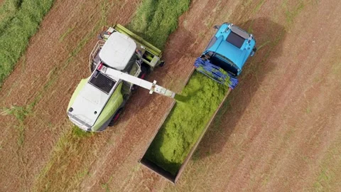 Wheat silage picking process post harvest into a truck trailer, Aerial 스톡 동영상 186120628