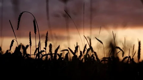Wheat in silhouette Stock Footage