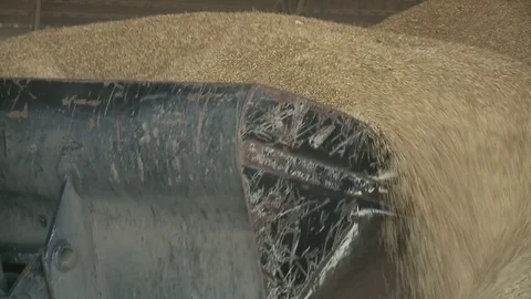 Wheat in the Silo, loader working The harvest of cereals Video stock 79338194