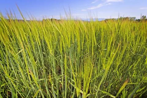 Wheat  with sky Stock Photos