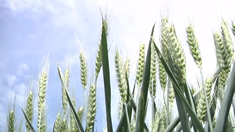 Wheat, sky sun, Stock Footage 300865203