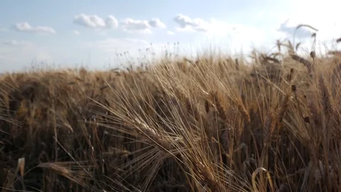 Wheat in slow motion Stock Footage 77645772