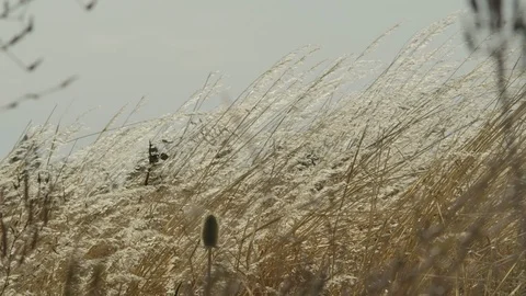 Wheat in slow motion Stock Footage 125062981