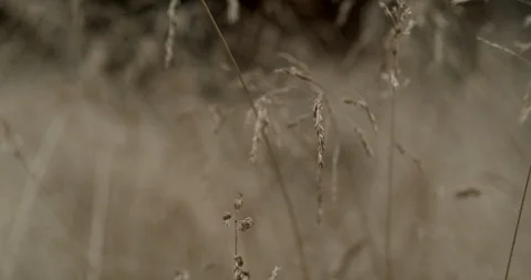 Wheat Slow Motion Rain Stock Footage 114192929