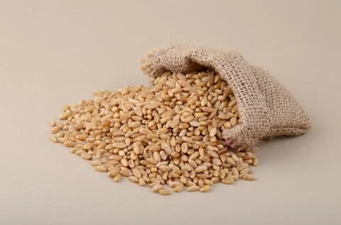 Wheat in small sack on background, Close up. Stock Photos