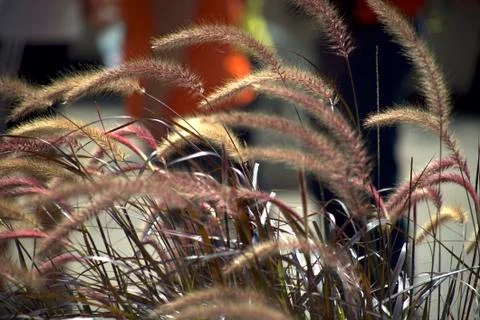 Wheat - Soft Focus Stock Photos