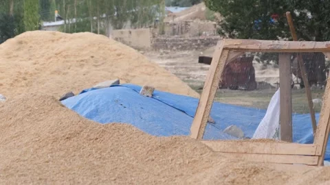 The wheat is sorted 2 Stock Footage 294046301