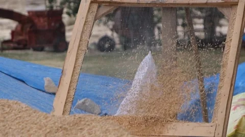 The wheat is sorted (slow motion) 2 Stock Footage 294045919