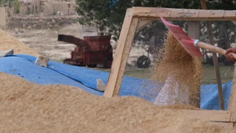 The wheat is sorted (slow motion) Stock Footage 294046117