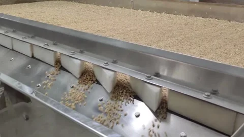 Wheat sorting and processing in a factory, grain silo, Production of Wheat Stock Footage 247301765