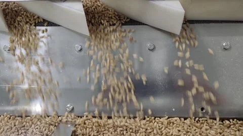 Wheat sorting and processing in a factory, grain silo, Production of Wheat Stock Footage 247301823
