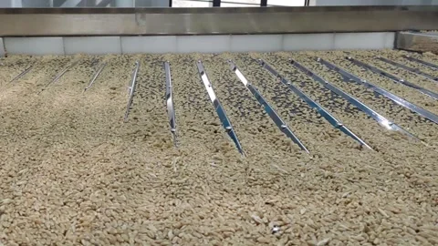 Wheat sorting and processing in a factory, grain silo, Production of Wheat Stock Footage 247301860