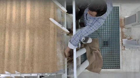 Wheat sorting and processing in a factory, grain silo, Production of Wheat Stock Footage 247302114