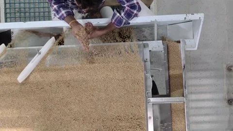 Wheat sorting and processing in a factory, grain silo, Production of Wheat Stock Footage 247302579