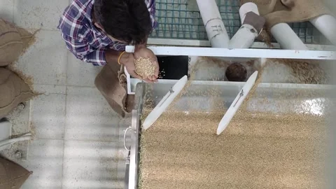 Wheat sorting and processing in a factory, grain silo, Production of Wheat Stock Footage 247302587