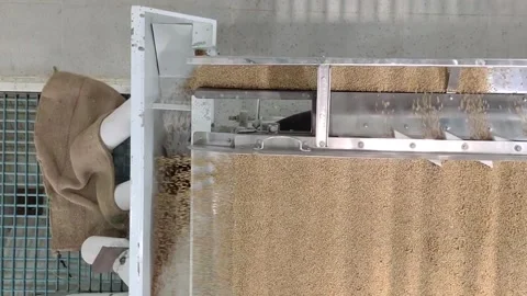 Wheat sorting and processing in a factory, grain silo, Production of Wheat Stock Footage 247302602