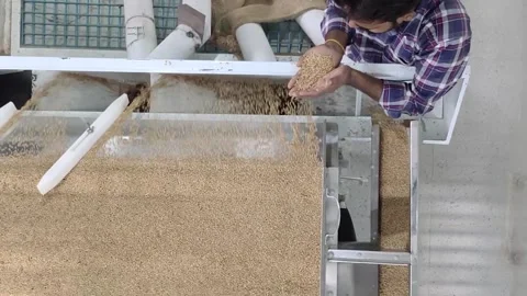 Wheat sorting and processing in a factory, grain silo, Production of Wheat Stock Footage 247302900