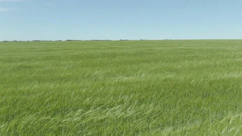 Wheat, sowing 4 Stock Footage 195508879