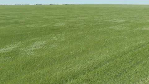 Wheat, sowing 5 Stock Footage 195508863