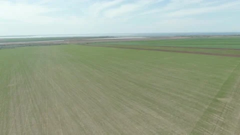 Wheat, sowing, cornfield 2 Stock Footage