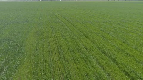 Wheat, sowing Stock Footage 195508935
