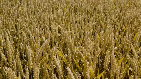 Wheat spike close-up in sunlight glint at sunset. Nature landscape Stock Footage 112215780