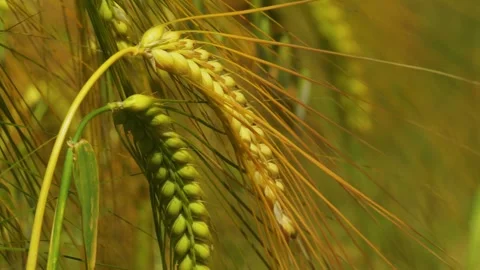 Wheat spike close up. wheat at sunset Stock Footage 312172646