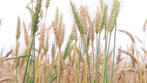 Wheat spike ears are swaying by wind Stock Footage 268564281