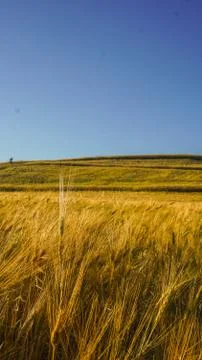 Wheat spike field Stock Photos