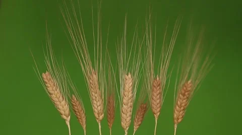 Wheat spike moving with wind Stock Footage 67963468